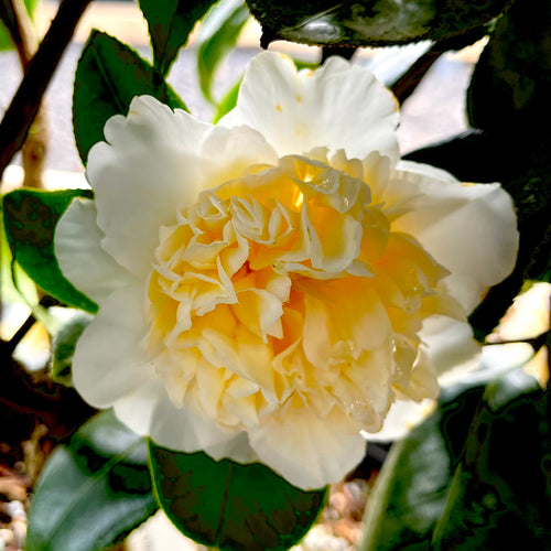 Jury's Yellow Camellia
