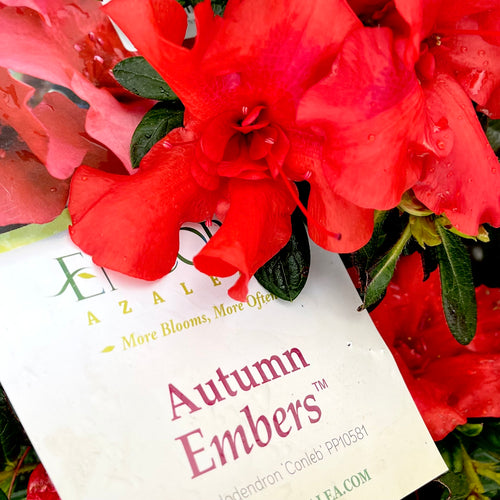 Autumn Embers® Encore Azalea