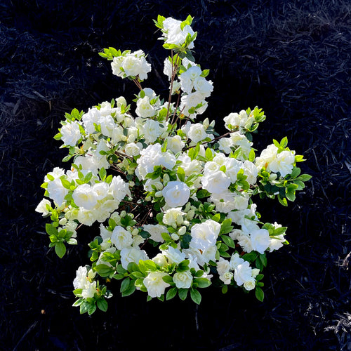 Hardy Gardenia Azalea