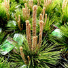 Thunderhead Pine