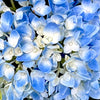 Nantucket Blue™ Hydrangea