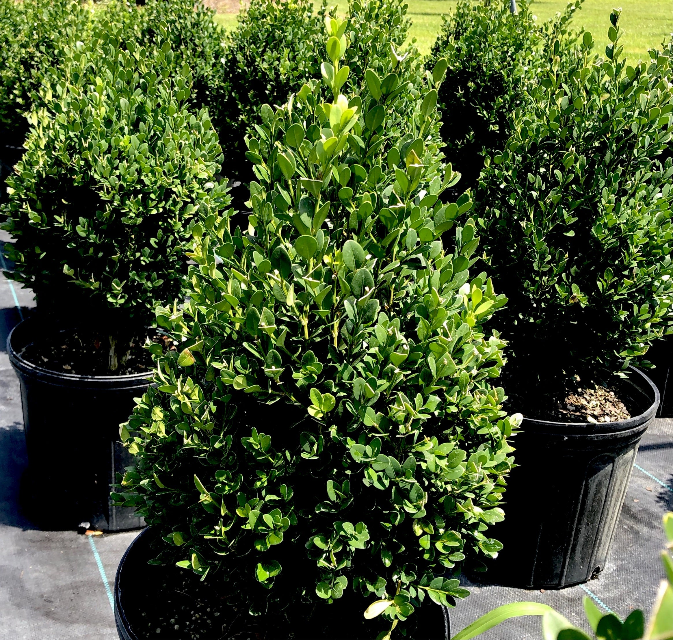 Green Mountain Boxwood