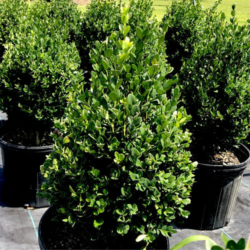 Green Mountain Boxwood