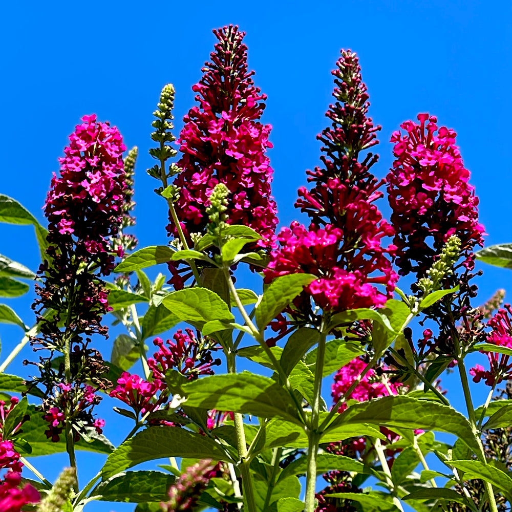 Miss Molly Butterfly Bush