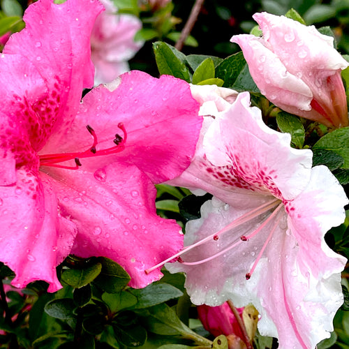 Conversation Piece Azalea