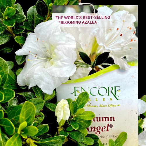 Autumn Angel® Encore Azalea