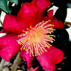 October Magic® Crimson N’ Clover™ Camellia