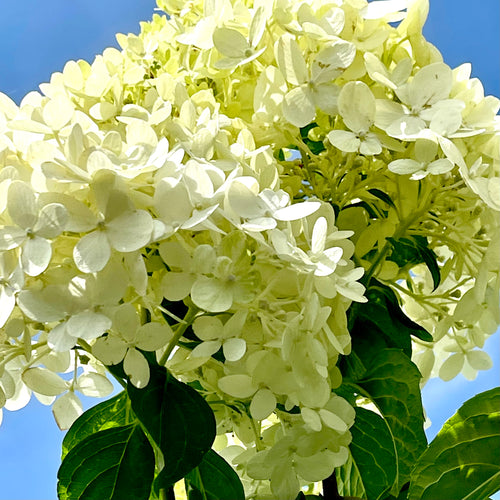 Limelight Hydrangea