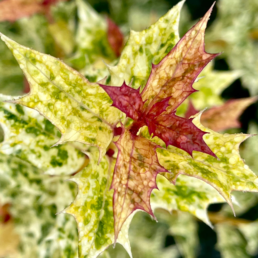 Goshiki False Holly