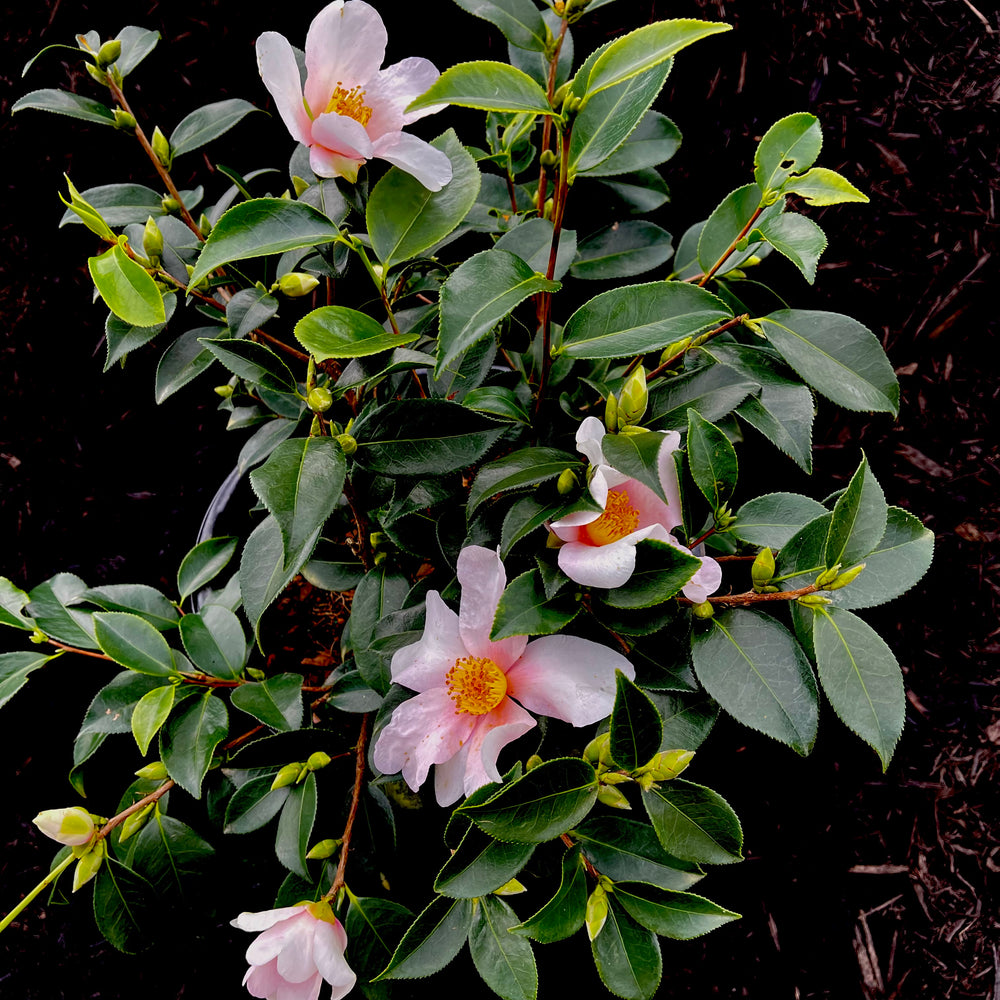 Yume Camellia