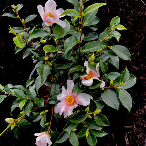 Yume Camellia