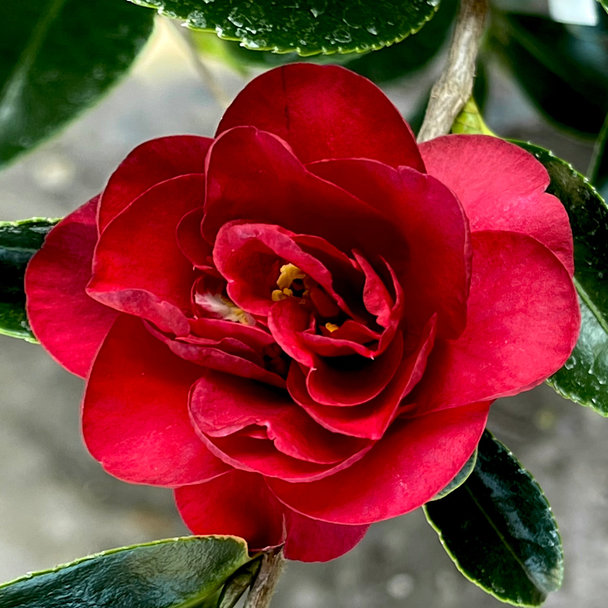 October Magic® Ruby™ Camellia