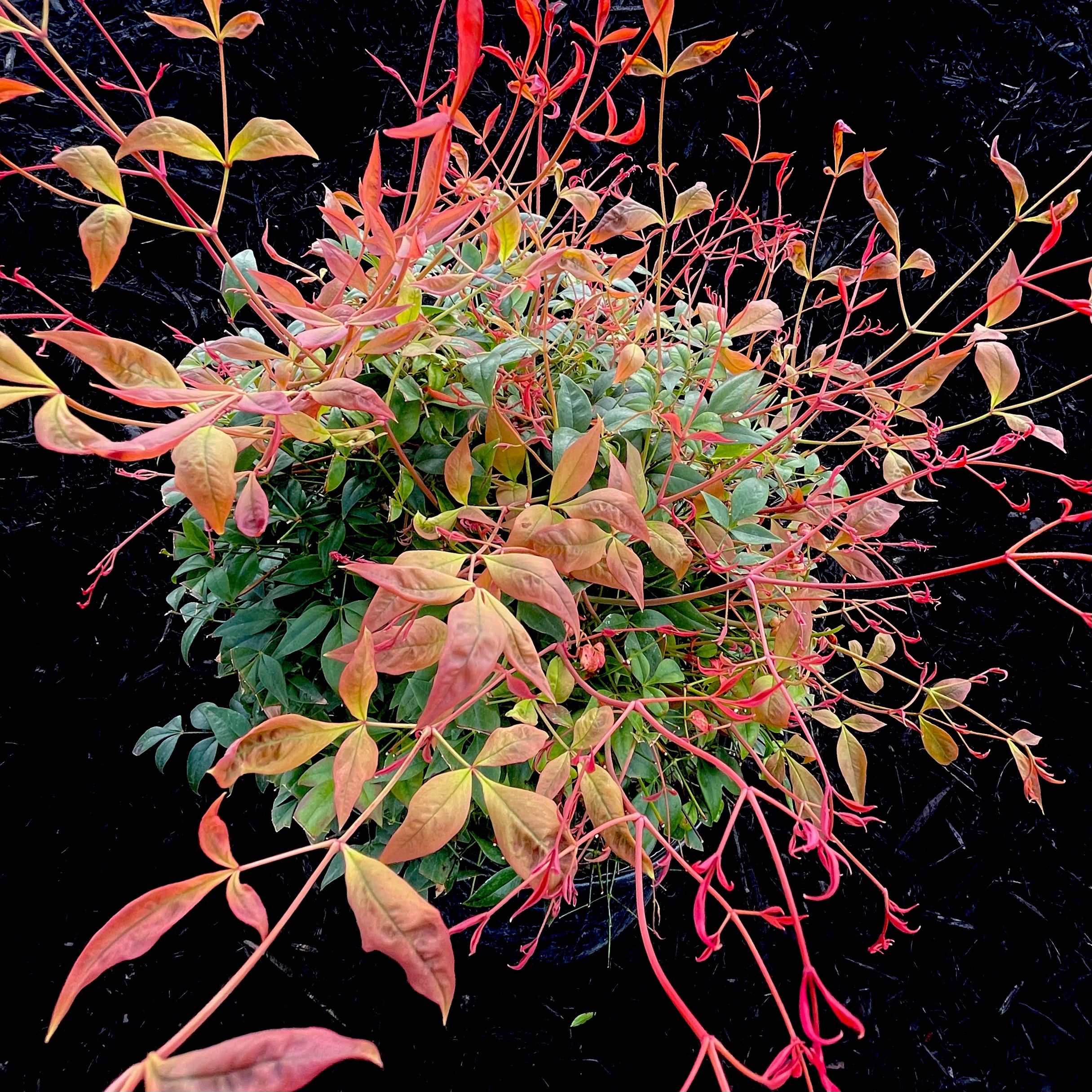 Gulf Stream Nandina