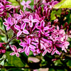 Bloomerang® Dark Purple Lilac -3 Gallon