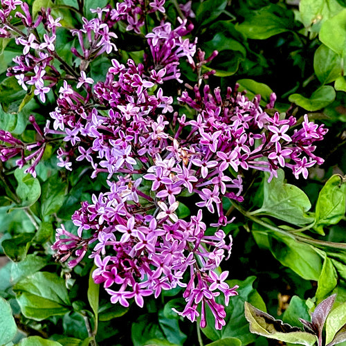 Bloomerang® Dark Purple Lilac -3 Gallon