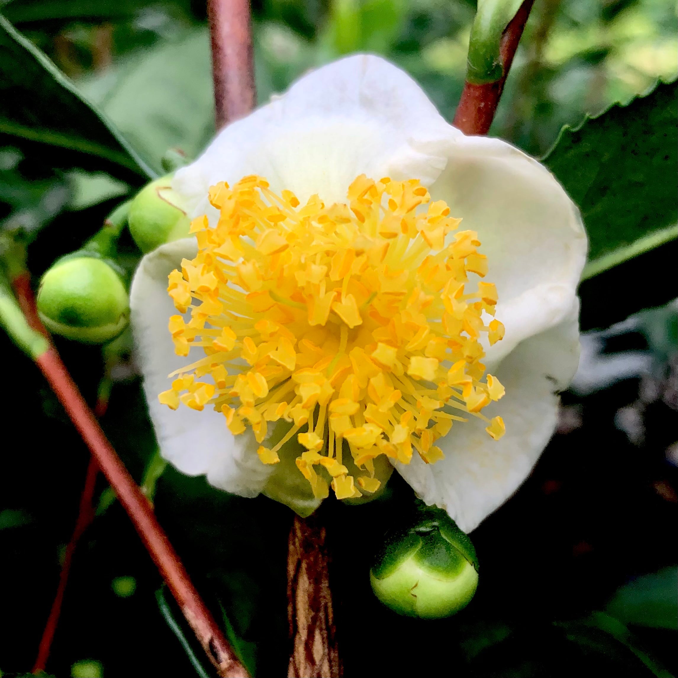 Large Leaf Tea Camellia