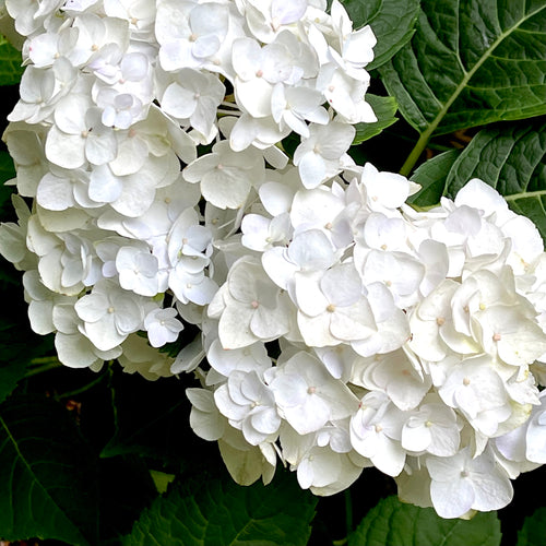 Blushing Bride® Hydrangea