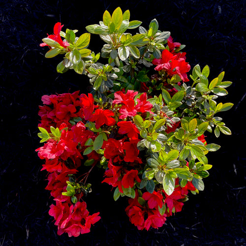 Midnight Flare Azalea