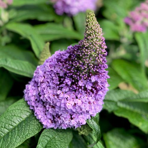 Pugster Amethyst® Butterfly Bush