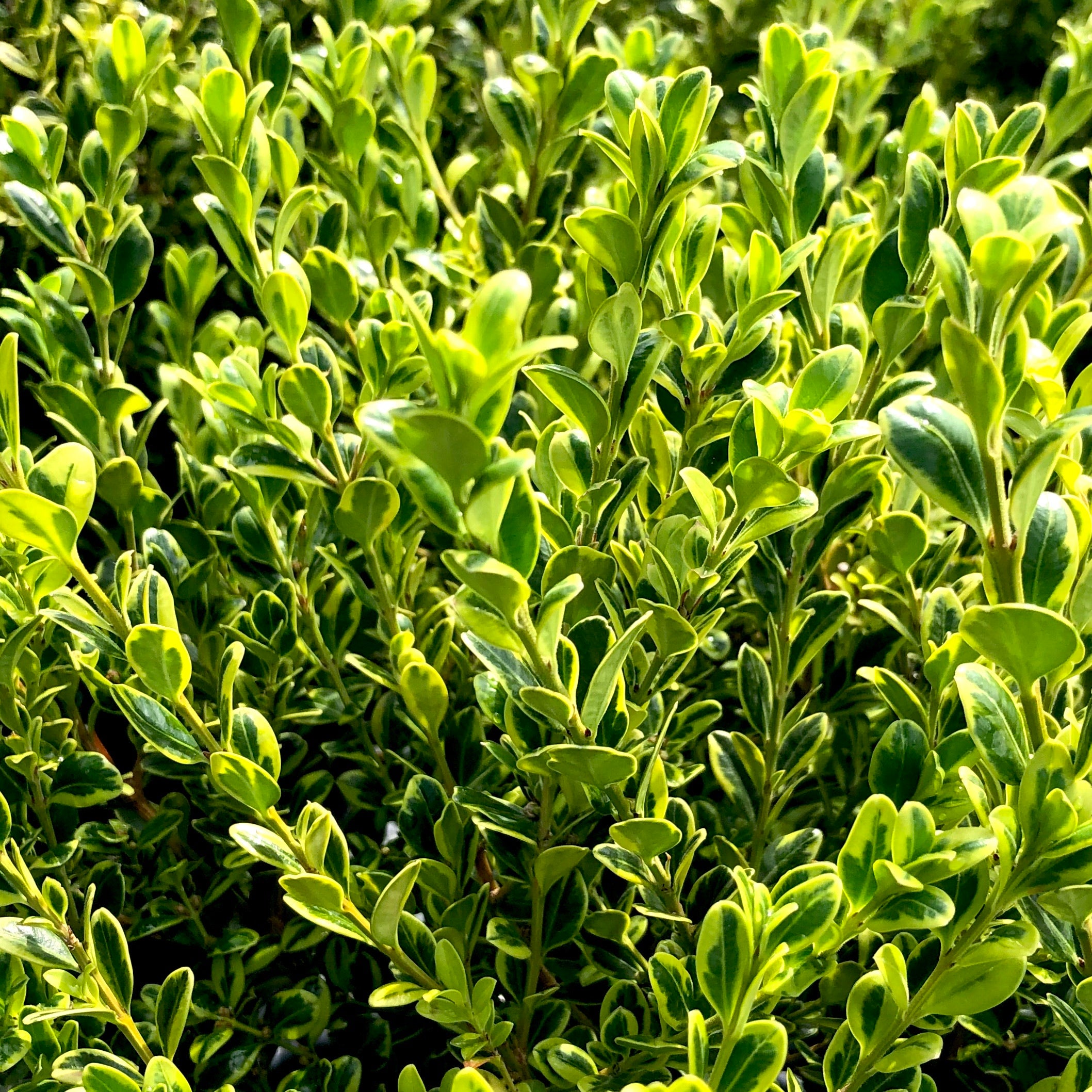 Golden Dream Boxwood