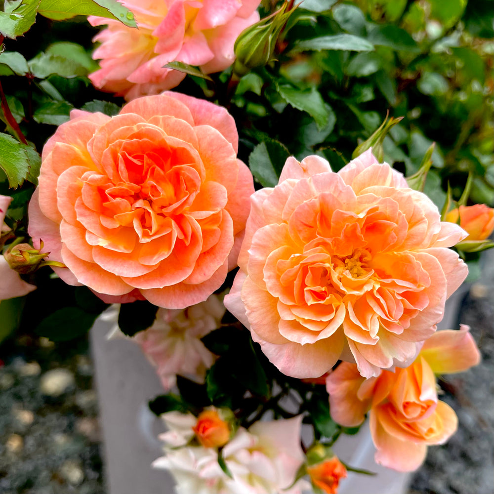 Peach Drift® Rose