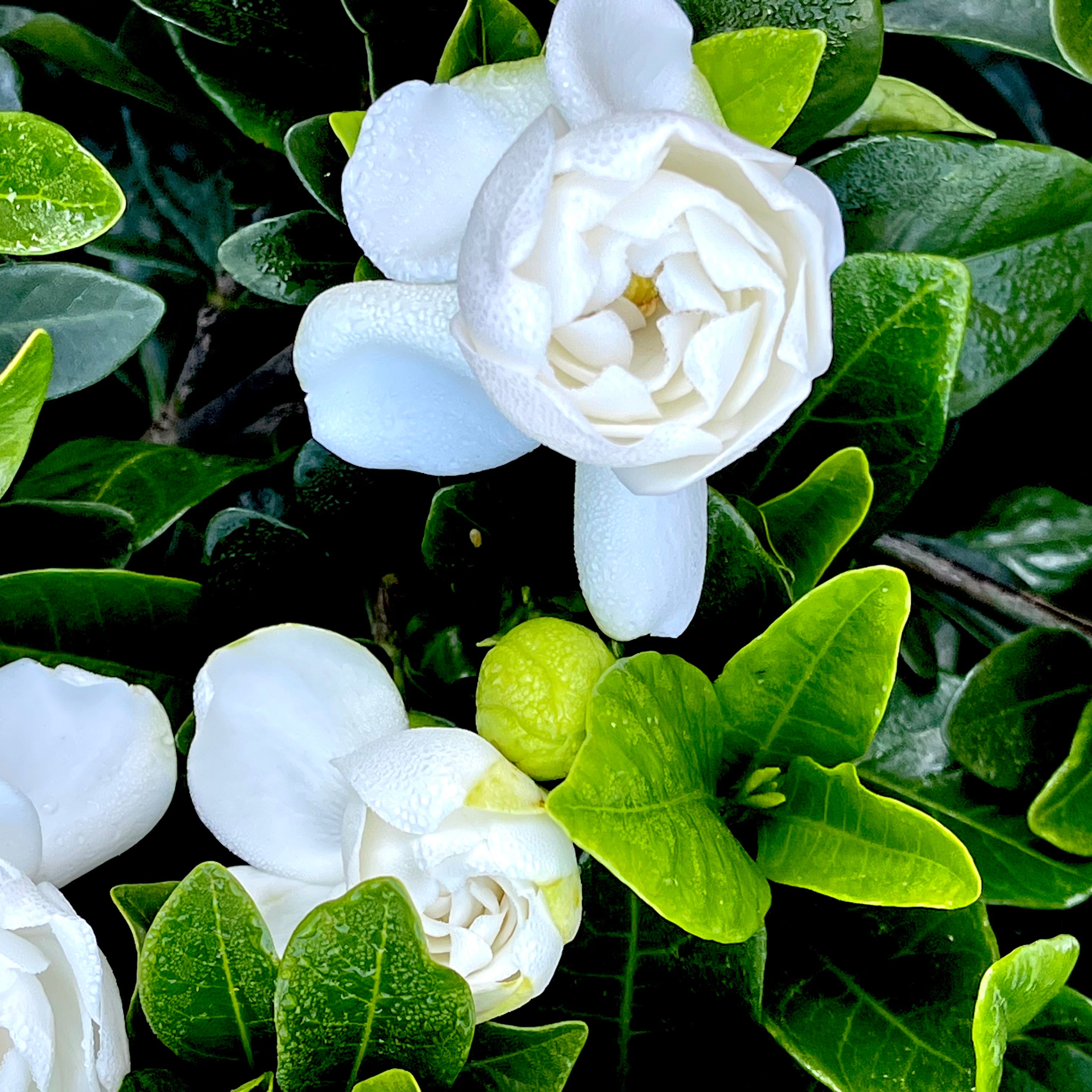 Summer Snow Gardenia