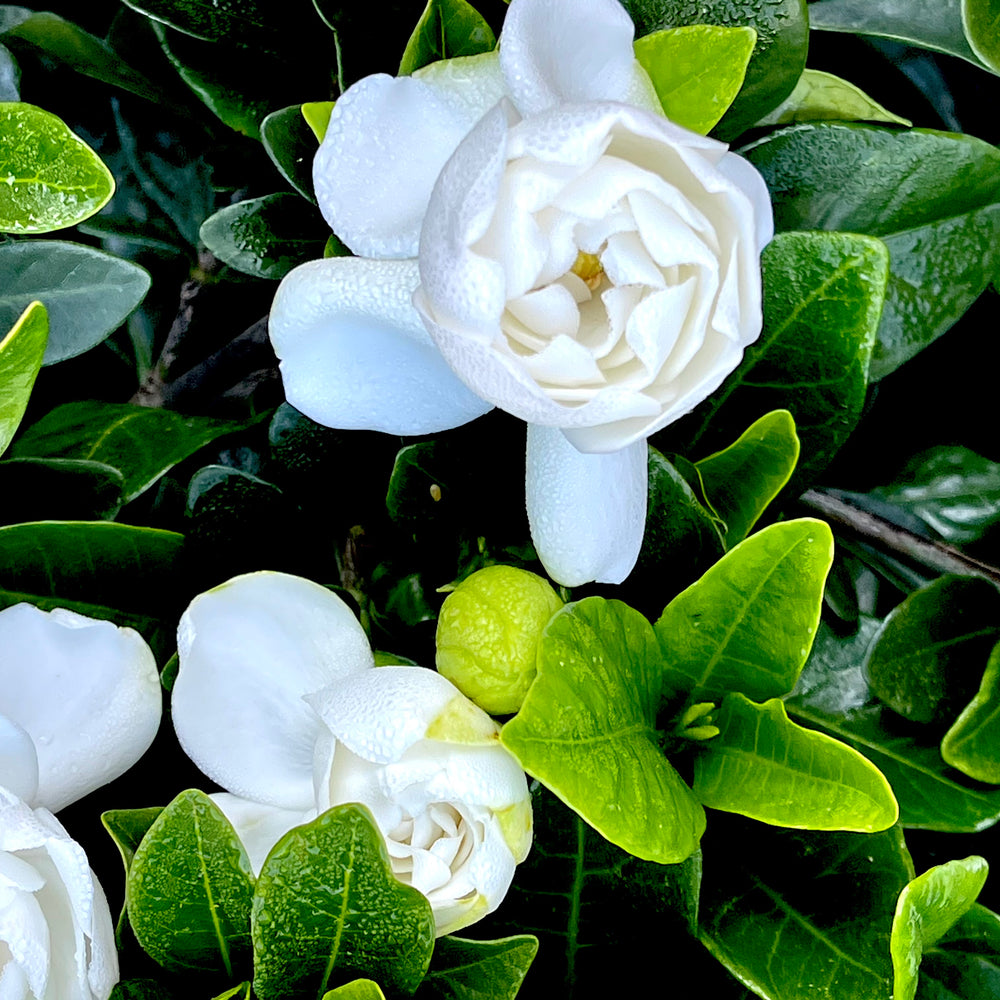 Summer Snow Gardenia