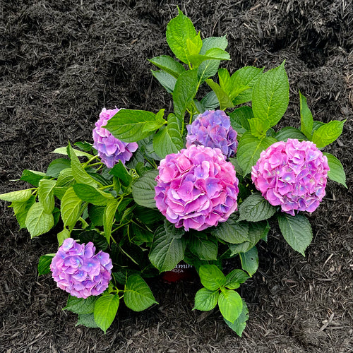 L.A. Dreamin' Hydrangea
