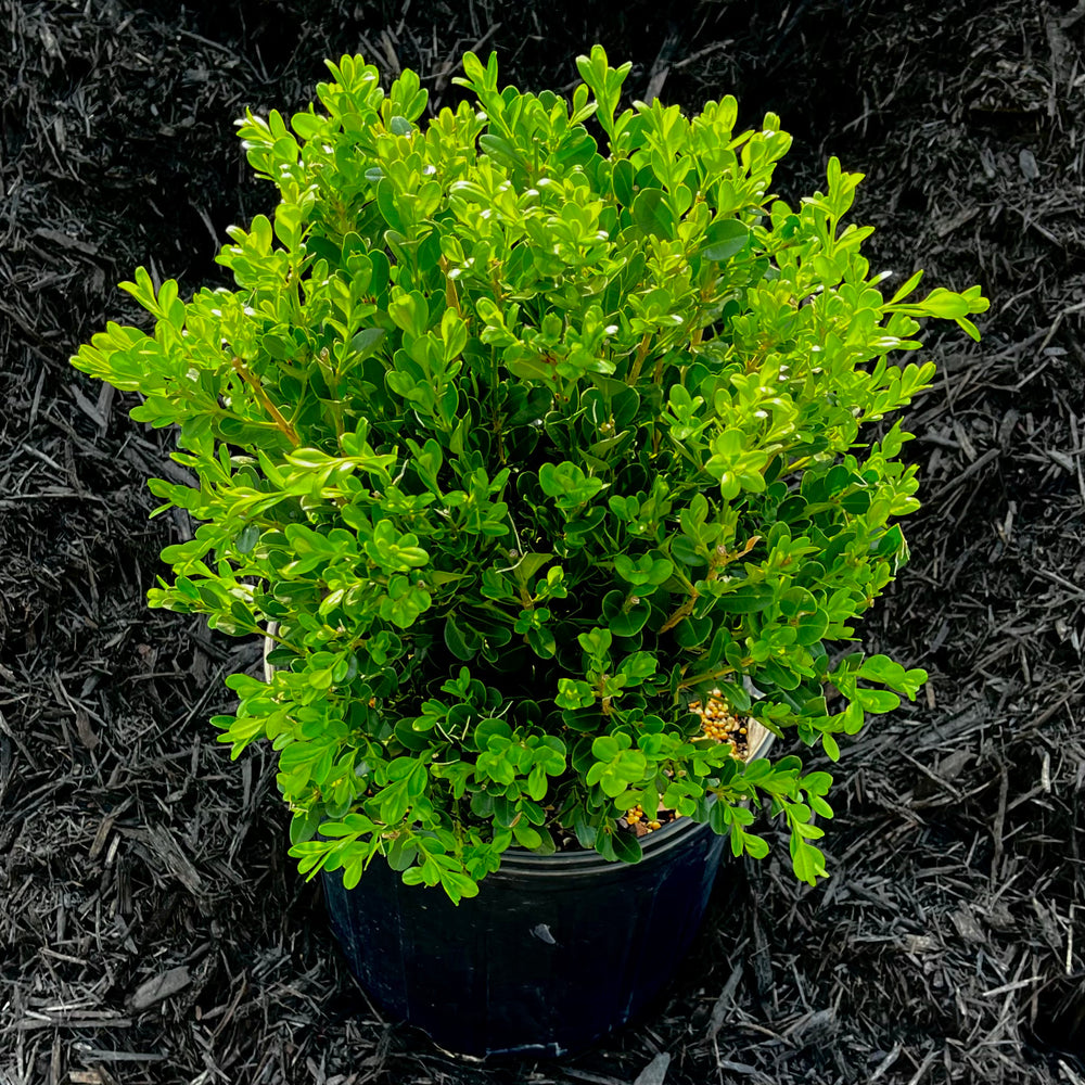 Wintergreen Boxwood