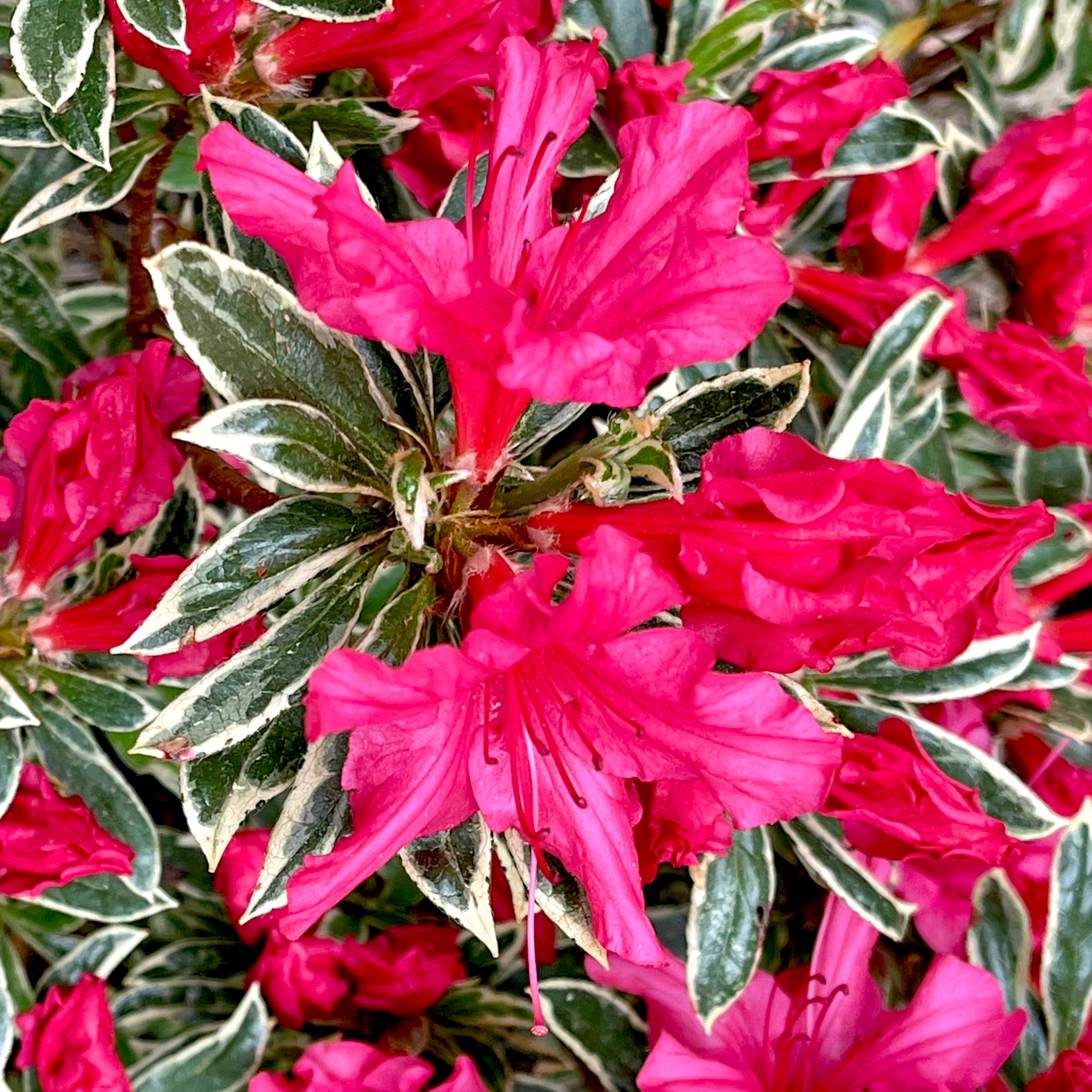 Girard 'The Robe' Azalea