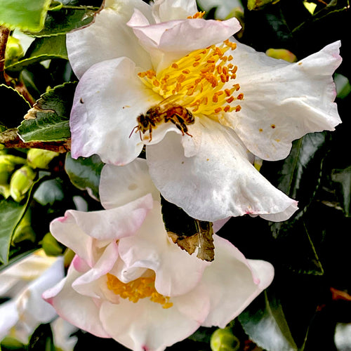 Setsugekka Camellia