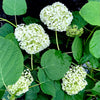 Incrediball® Arborescens Hydrangea - 3 Gallon