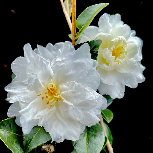 Mine-No-Yuki Camellia