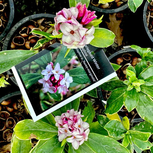 Variegated Winter Daphne