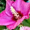 Lil' Kim® Red Hibiscus 'Rose of Sharon'