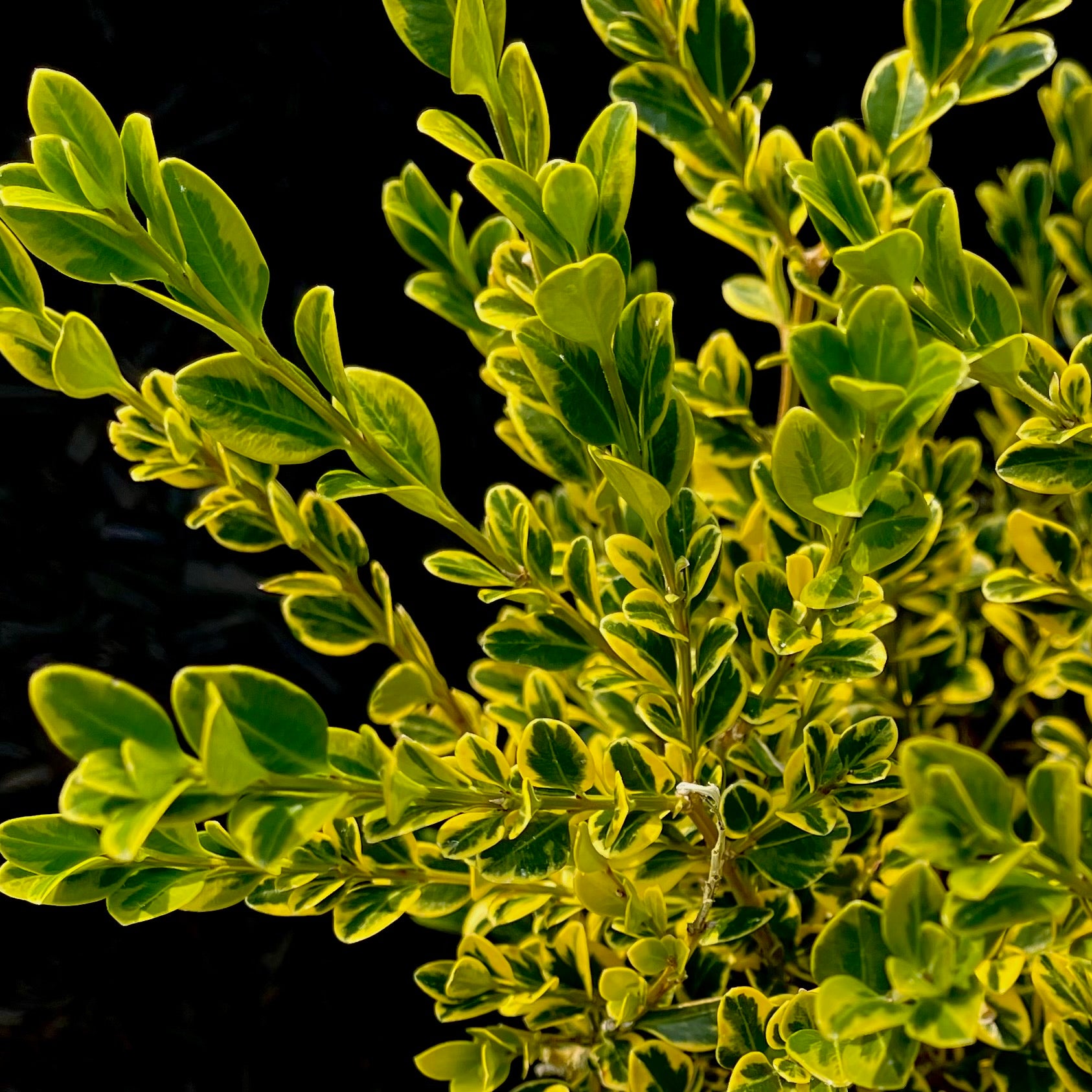 Golden Triumph Boxwood