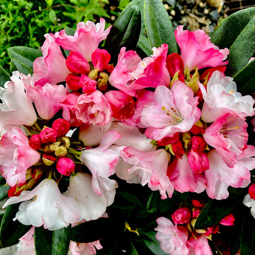 Mardi Gras Rhododendron