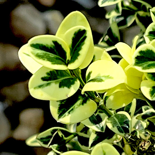Variegated Boxwood