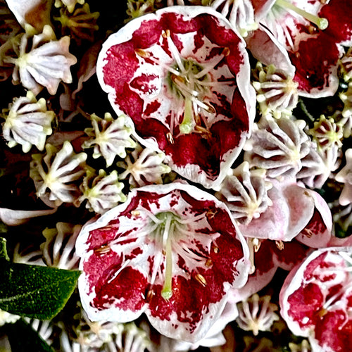 Minuet Mountain Laurel