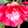 Chandleri Elegans Camellia