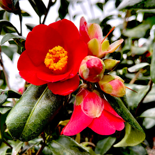 Korean Fire Cherry Red Camellia