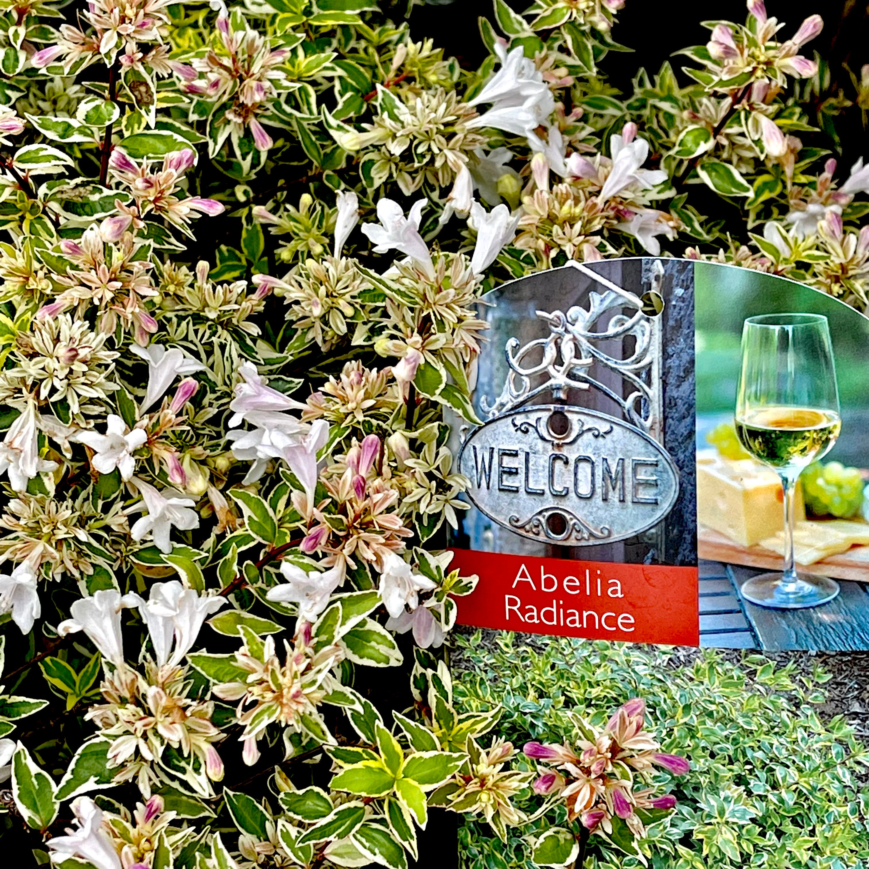 Radiance Abelia