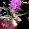 Lo and Behold® Purple Haze Butterfly Bush