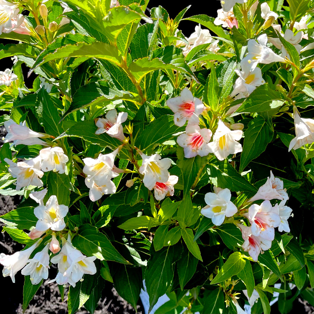 Sonic Bloom® Pearl Weigela