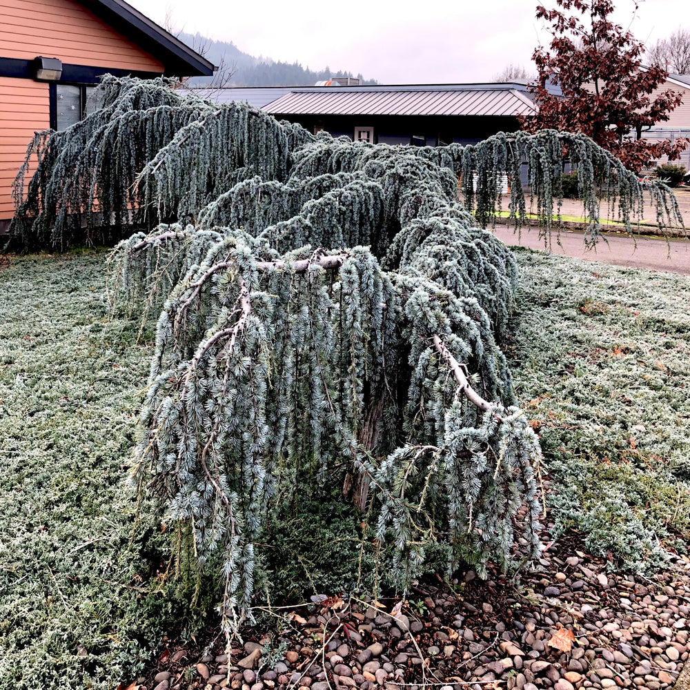 Weeping Blue Atlas Cedar- 20 Gallon- 5-6 Foot Tall