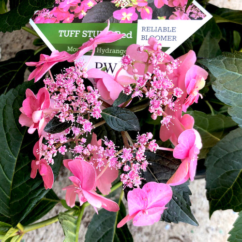 Tuff Stuff™ Red Hydrangea