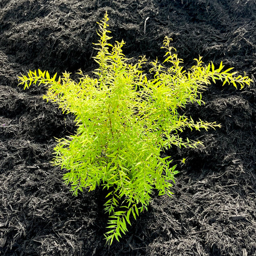 Ogon Spirea