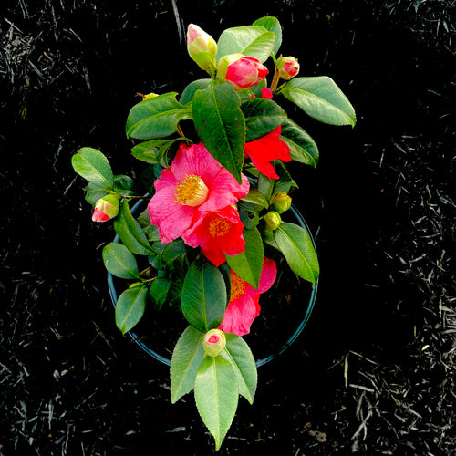 Spring's Promise Camellia