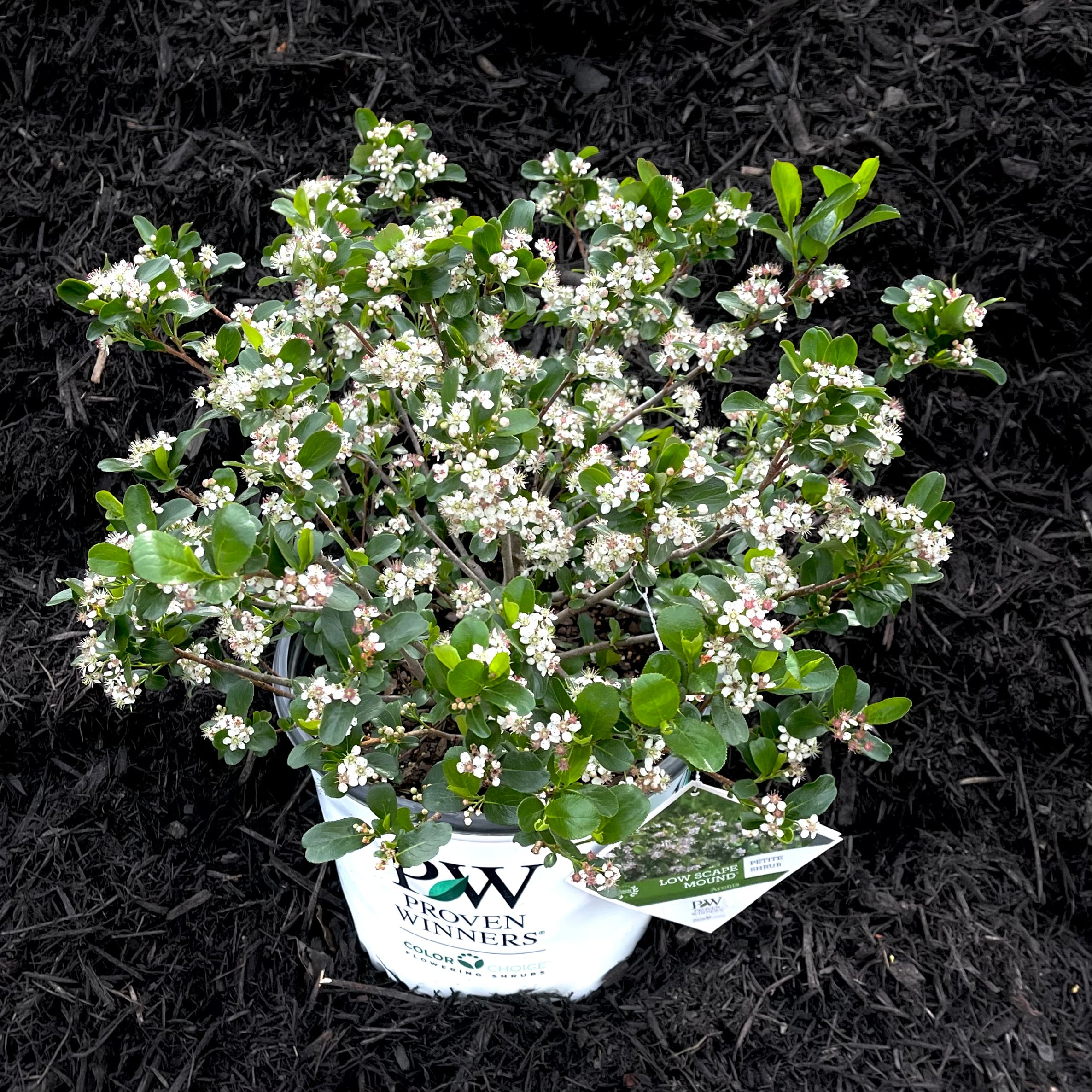 Low Scape Mound® Aronia