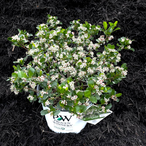 Low Scape Mound® Aronia